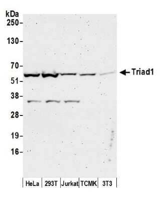 Western Blot: ARIH2 Antibody [NBP1-49913]