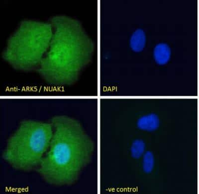 Immunocytochemistry/ Immunofluorescence: ARK5/NUAK1 Antibody [NBP1-36937]