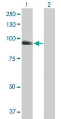 Western Blot: ARK5/NUAK1 Antibody [H00009891-B01P]