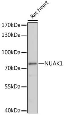 Western Blot: ARK5/NUAK1 AntibodyAzide and BSA Free [NBP2-92357]