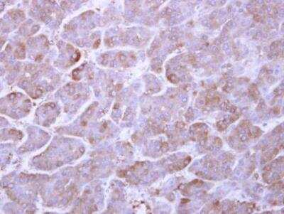 Immunohistochemistry-Paraffin: ARL1 Antibody [NBP2-15461]