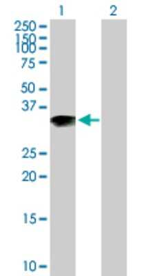 Western Blot: ARL10 Antibody [H00285598-B01P]