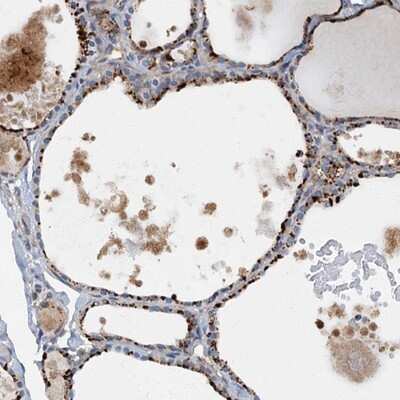 Immunohistochemistry-Paraffin: ARL11 Antibody [NBP1-88990]