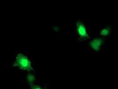 Immunocytochemistry/ Immunofluorescence: ARL11 Antibody (OTI1A5) - Azide and BSA Free [NBP2-72348]