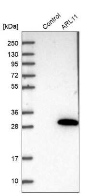 Western Blot: ARL11 Antibody [NBP1-88989]