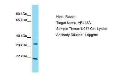 Western Blot: ARL13A Antibody [NBP2-84458]