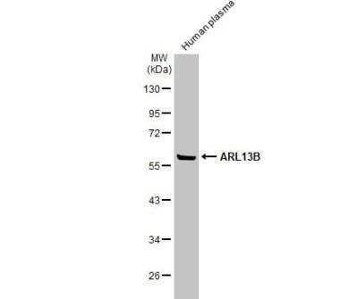 Western Blot: ARL13B Antibody [NBP2-15463]