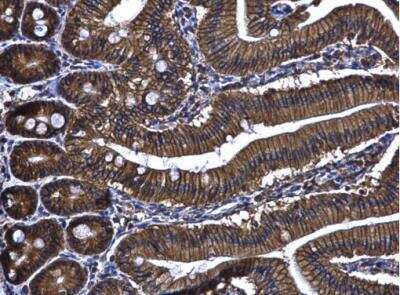 Immunohistochemistry-Paraffin: ARL14 Antibody [NBP1-32606]