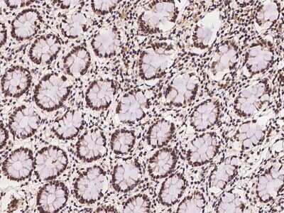 Immunohistochemistry-Paraffin: ARL14EP Antibody [NBP2-97378]