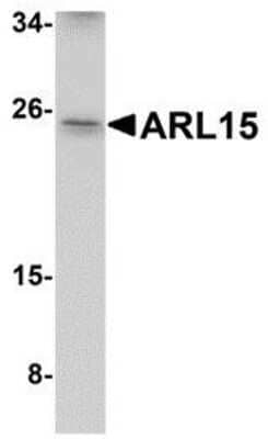 Western Blot: ARL15 AntibodyBSA Free [NBP1-77052]