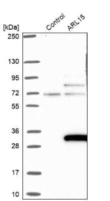 Western Blot: ARL15 Antibody [NBP1-94142]