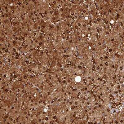 Immunohistochemistry-Paraffin: ARL17A Antibody [NBP2-59794]