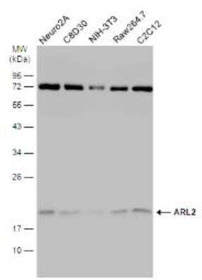 Western Blot: ARL2 Antibody [NBP1-30939]