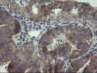 Immunohistochemistry: ARL2BP Antibody (OTI1A10) - Azide and BSA Free [NBP2-71743]