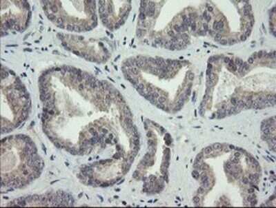 Immunohistochemistry: ARL2BP Antibody (OTI1A10) - Azide and BSA Free [NBP2-71743]