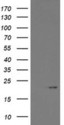 Western Blot: ARL2BP Antibody (OTI1A10)Azide and BSA Free [NBP2-71743]