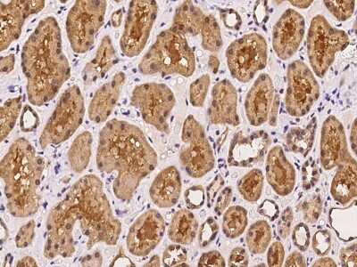 Immunohistochemistry-Paraffin: ARL3 Antibody [NBP2-97379]