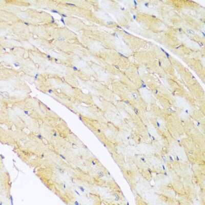 Immunohistochemistry-Paraffin: ARL4 Antibody - Azide and BSA Free [NBP3-03356]