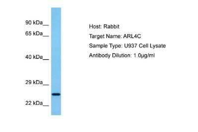 Western Blot: ARL4C Antibody [NBP2-82659]