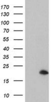 Flow Cytometry: ARL5B Antibody (OTI2D7) - Azide and BSA Free [NBP2-72463]