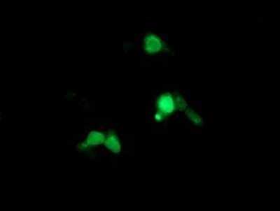 Immunocytochemistry/ Immunofluorescence: ARL5B Antibody (OTI2D7) - Azide and BSA Free [NBP2-72463]