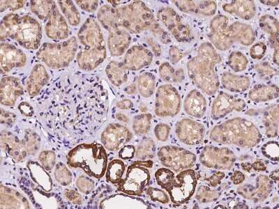 Immunohistochemistry-Paraffin: ARL6 Antibody [NBP2-97182]