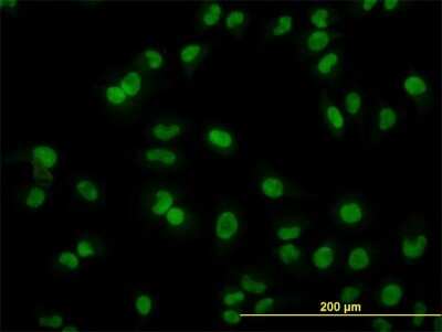 Immunocytochemistry/ Immunofluorescence: ARL6IP4 Antibody (5E5) [H00051329-M09]