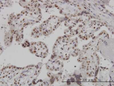 Immunohistochemistry-Paraffin: ARL6IP4 Antibody (5E5) [H00051329-M09]