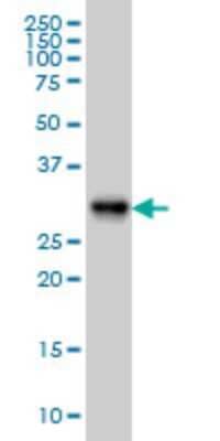 Western Blot: ARL6IP4 Antibody (5E5) [H00051329-M09]