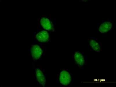 Immunocytochemistry/ Immunofluorescence: ARL6IP4 Antibody [H00051329-B01P]