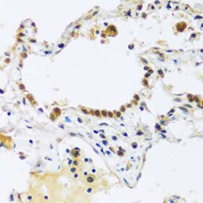 Immunohistochemistry-Paraffin: ARL6IP4 Antibody - Azide and BSA Free [NBP3-04956]