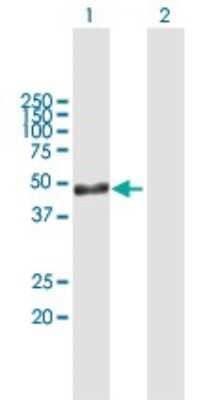 Western Blot: ARL6IP4 Antibody [H00051329-B01P]