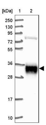 Western Blot: ARL6IP4 Antibody [NBP2-14313]