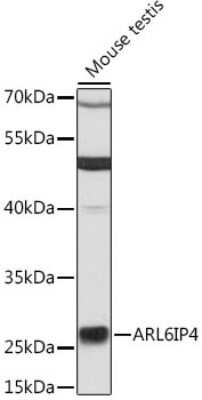 Western Blot: ARL6IP4 AntibodyAzide and BSA Free [NBP2-92711]