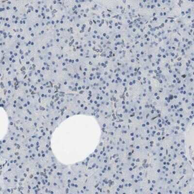 Immunohistochemistry-Paraffin: ARL6IP6 Antibody [NBP1-81109]