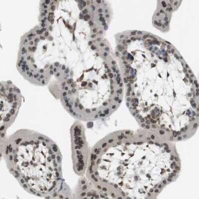 Immunohistochemistry-Paraffin: ARL6IP6 Antibody [NBP1-81109]
