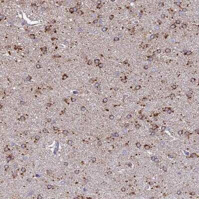 Immunohistochemistry-Paraffin: ARL8A Antibody [NBP2-14314]