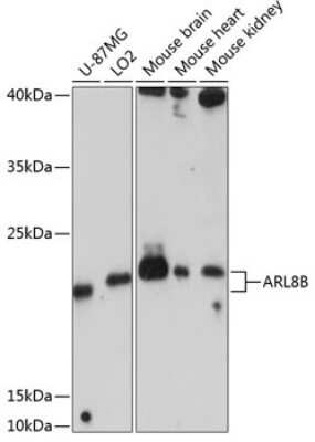 Western Blot: ARL8B AntibodyAzide and BSA Free [NBP2-92570]