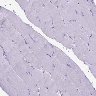 Immunohistochemistry-Paraffin: ARL9 Antibody [NBP2-49679]