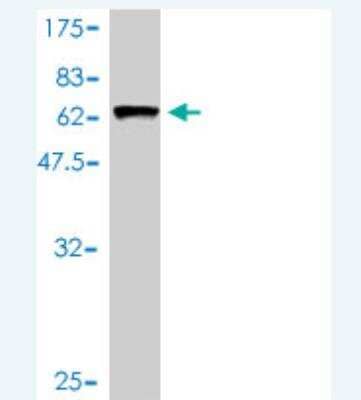 Western Blot: ARMC1 Antibody (3F7-A6) [H00055156-M01]