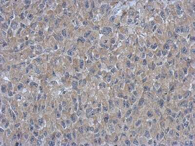 Immunohistochemistry-Paraffin: ARMC1 Antibody [NBP2-15467]