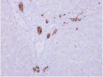 Immunohistochemistry-Paraffin: ARMC1 Antibody [NBP2-15467]