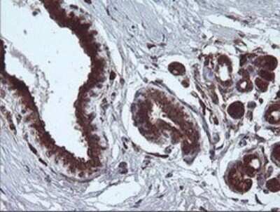 Immunohistochemistry: ARMC1 Antibody (OTI1D10) - Azide and BSA Free [NBP2-71989]