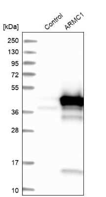 Western Blot: ARMC1 Antibody [NBP1-88847]