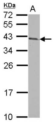 Western Blot: ARMC1 Antibody [NBP2-15467]