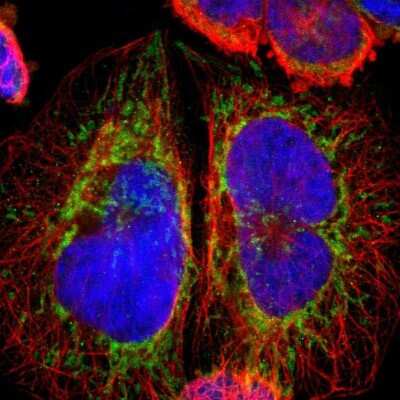 Immunocytochemistry/ Immunofluorescence: ARMC10 Antibody [NBP1-81127]