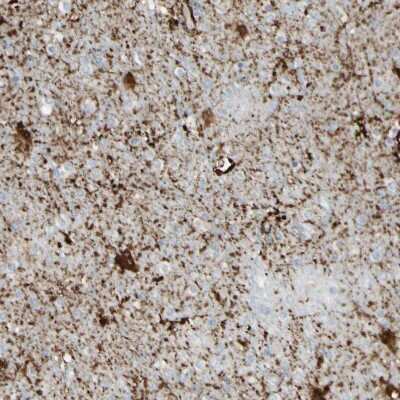 Immunohistochemistry-Paraffin: ARMC10 Antibody [NBP1-81127]