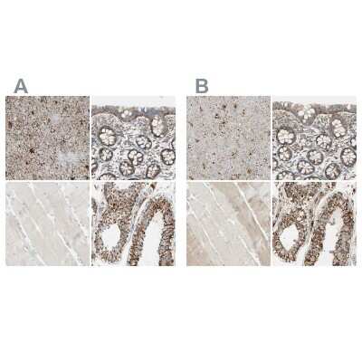 Immunohistochemistry-Paraffin: ARMC10 Antibody [NBP1-81127]