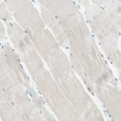 Immunohistochemistry-Paraffin: ARMC10 Antibody [NBP1-81127]