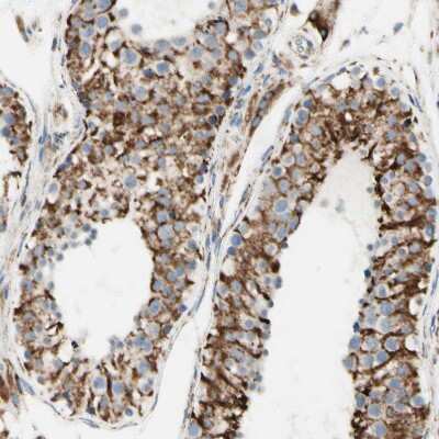Immunohistochemistry-Paraffin: ARMC10 Antibody [NBP1-81127]